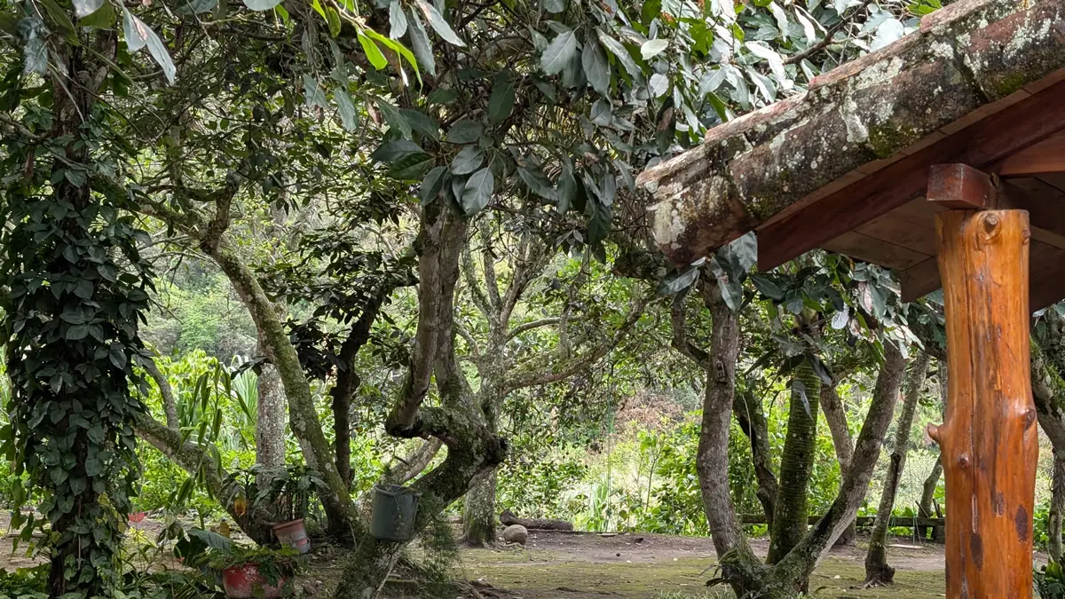 Scenic view of the Intag River flowing through the lush valley in Ecuador