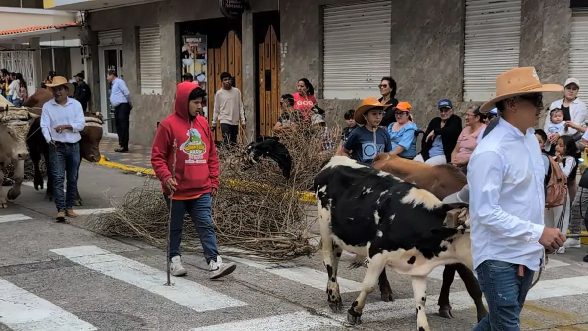 Traditional Procession de las Yuntas featuring decorated oxen and agricultural heritage celebrations in Ecuador