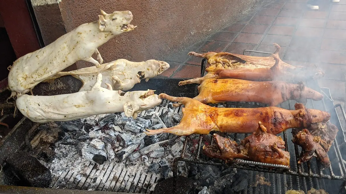A row of cuy (guinea pig) in various stages of roasting over a large bed of hot charcoal.