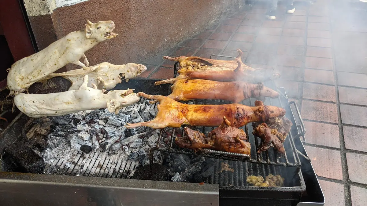 Traditional roast cuy (guinea pig) being prepared over a charcoal grill in Ecuador