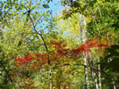 Fall Foliage of the Green River Cove in Western North Carolina
